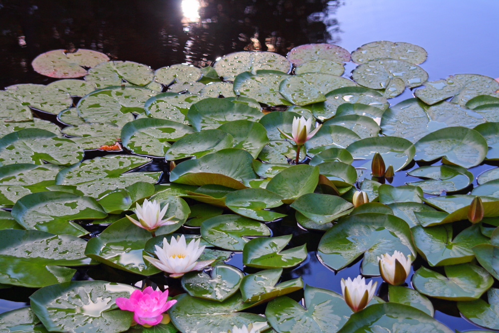 L'étang de la Chaumière Fleur Soleil